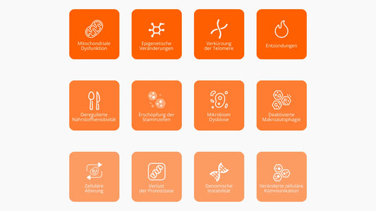 Die 12 Hauptursachen des Alterns