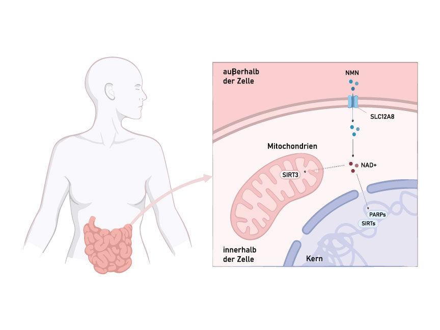NMN Aufnahme im Darm in Zellen