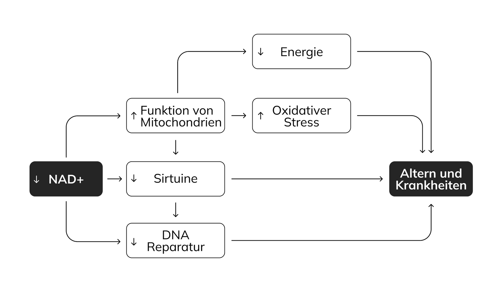 niedrige NAD+ Werte Folgen