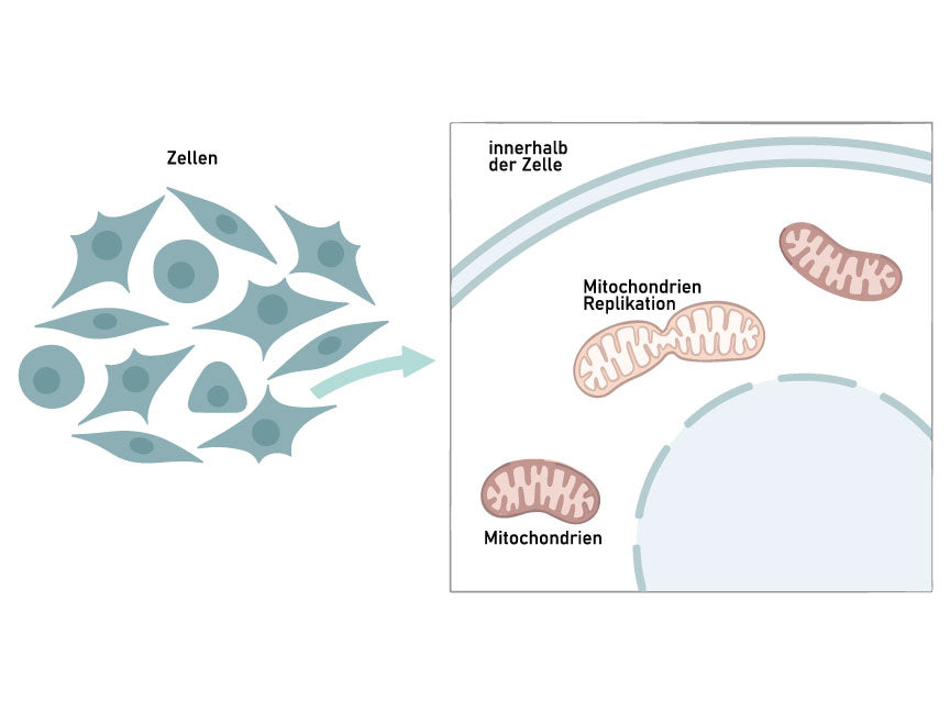 Mitochondrien in Zelle durch NMN Zufuhr