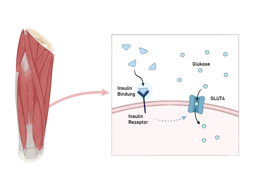 Insulin Bindung Muskeln Glukose